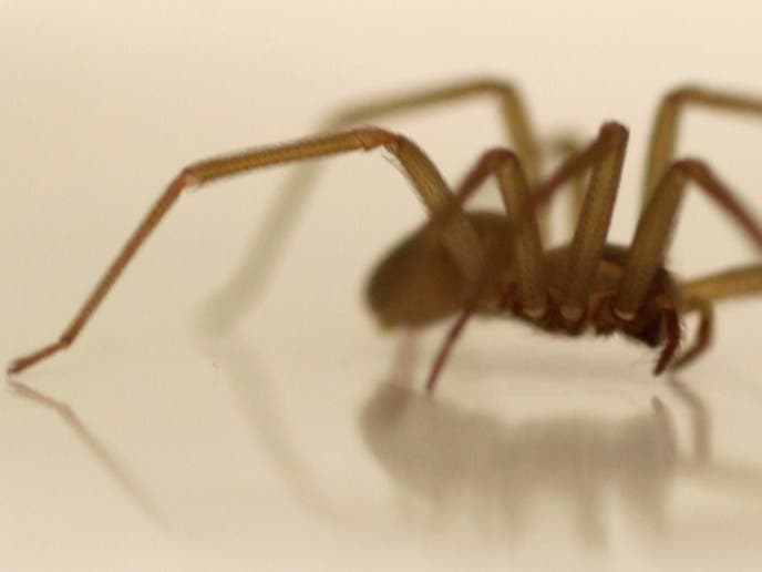Susie Torres sought medical treatment for what she thought was water in her ear, but it turned out to be a venomous brown recluse spider.