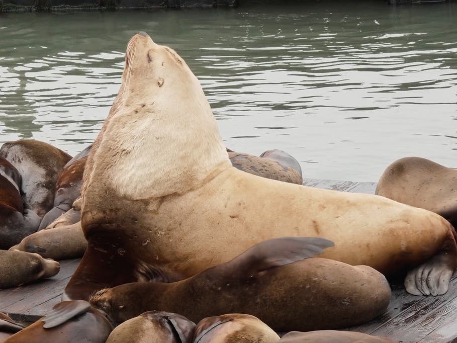 Chonkers, a giant Steller sea lion, sits on a dock at San Francisco’s Fisherman's Wharf. He weighs about 2,000 pounds, dwarfing other species of sea lion that frequent the pier due to the availability of food.