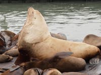 Chonkers, A Sea Lion As Big As A Bison, Is Having A Moment: Weird News & Oddities