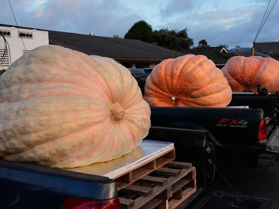 It’s that time of year when we know how well pumpkin growers have done in trying to outdo each other, and this year there’s a new world record-holder whose ginormous gourd, not pictured, weighed in at 3,156 pounds at a competition in Rhode Island.