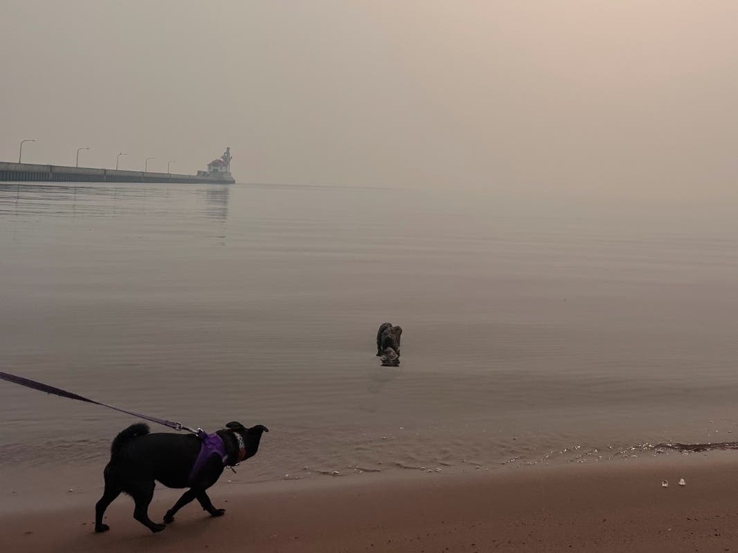 A dog walks along the shores of Lake Superior amid heavy wildfire smoke Thursday, July 16, 2026, in Duluth, Minn.