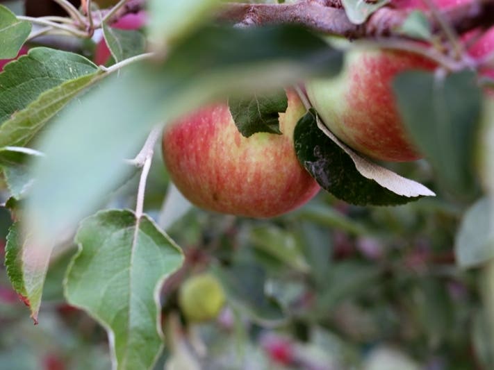 The four-alarm fire at Los Rios Rancho located in the 39600 block of Oak Glen Road was reported at approximately 2:15 a.m. Friday.