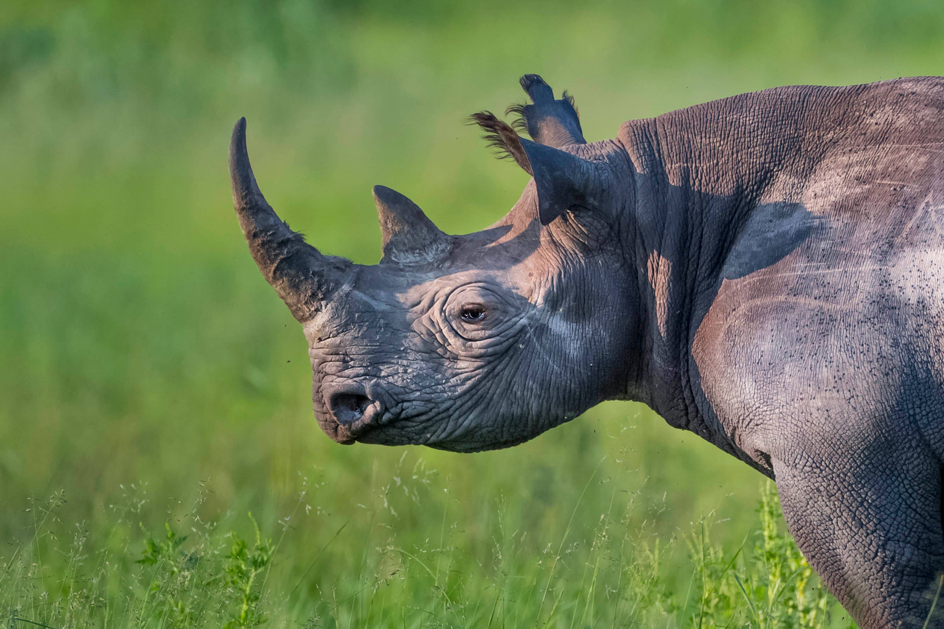 Black rhinoceros