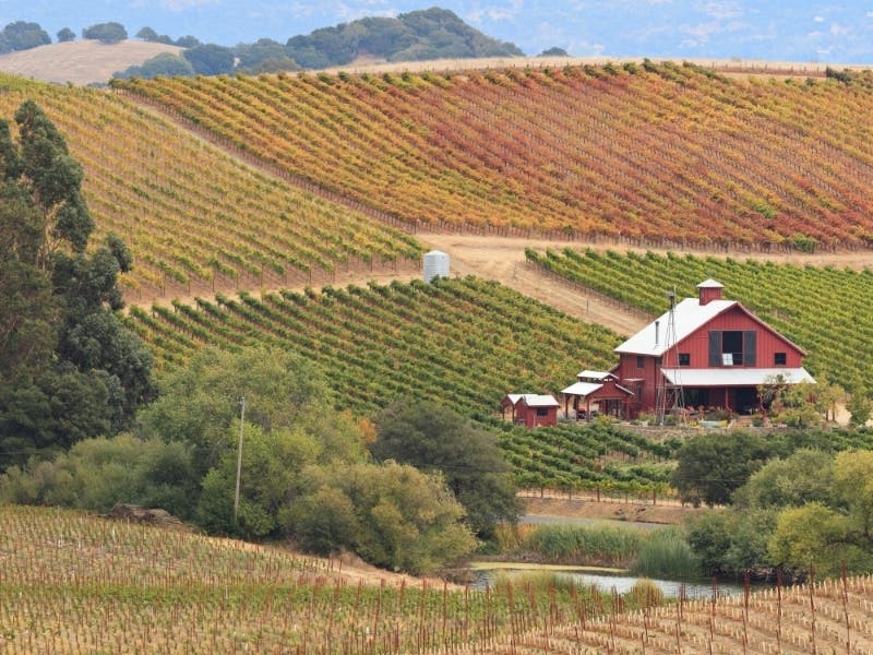 The vineyards, ranches and farms of the Napa and Sonoma Valleys make the Napa To Sonoma Half-Marathon among the most scenic races in the United States, according to a Forbes list.