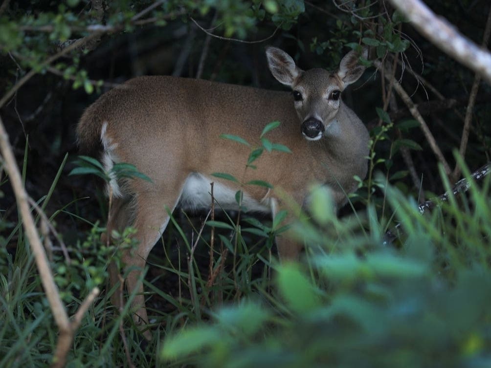 A public deer hunt has been scheduled for Norristown Farm Park.