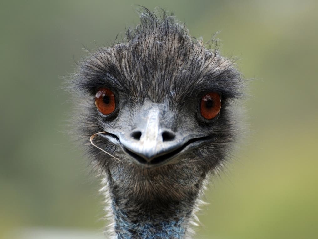As if the world wasn't weird enough, a huge bird, possibly an emu, was spotted trotting alongside Route 422 traffic Wednesday afternoon. 