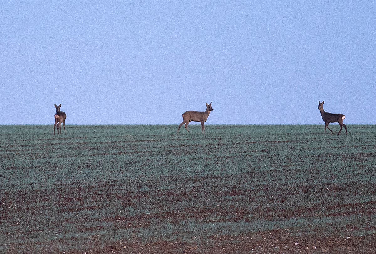 A deer hunt will be held on private and public properties in Princeton beginning on or around Feb. 1 through March 15.