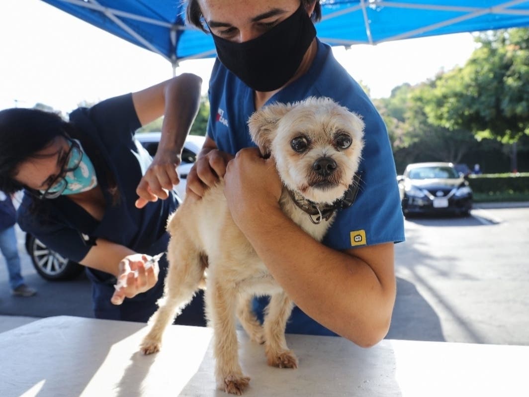 A drive-thru Pet Vaccine Clinic was held amid the COVID-19 pandemic in Mission Viejo.