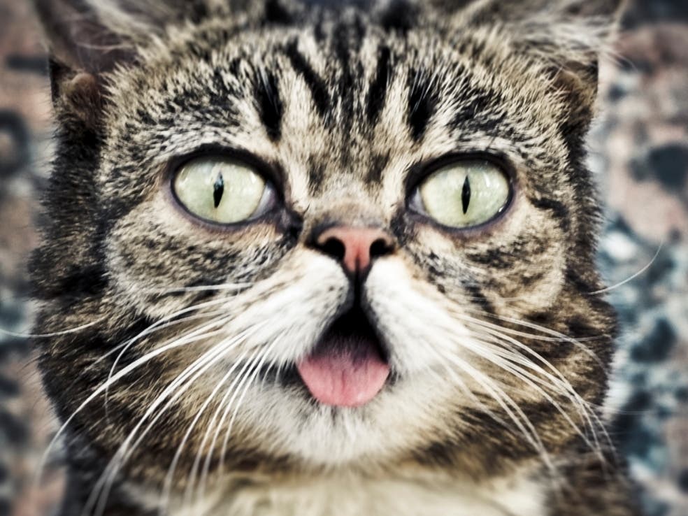 Lil Bub is coming back to Northeast Ohio to raise money for a cat shelter. 
