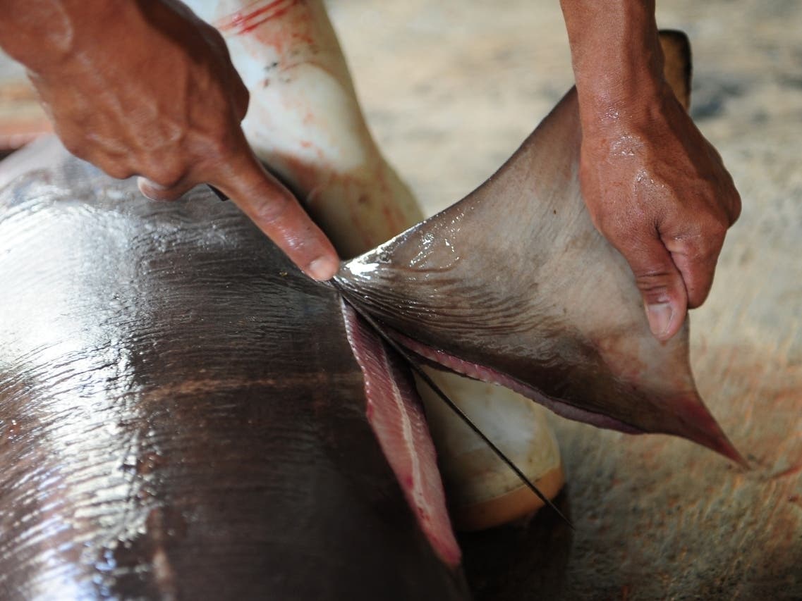 A worker cuts a shark fin at Muncar Port on May 25, 2014 in Banyuwangi, Indonesia.​ 