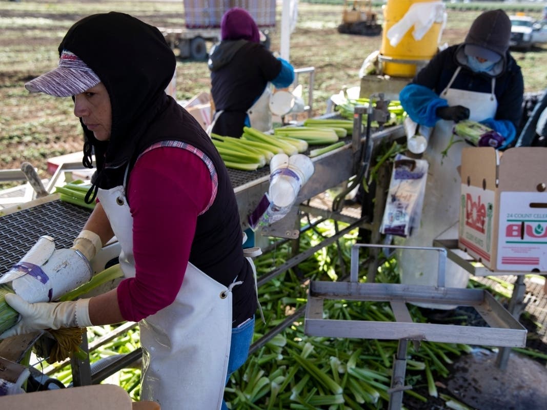 Agricultural workers from Bud Farms harvest celery for both American and export consumption on March 26, 2020 in Oxnard, CA. During the outbreak, many of those working in agriculture have become essential workers.
