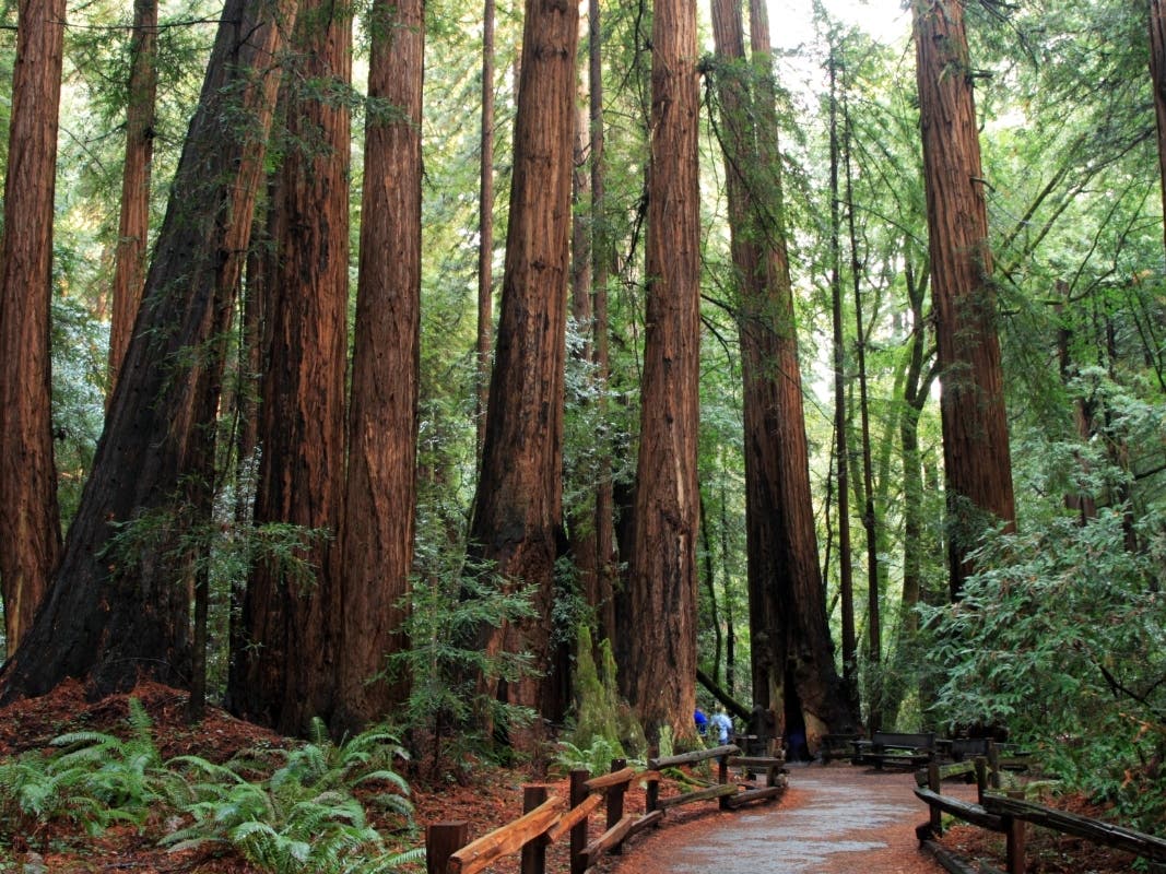 The park is now open from 9 a.m. to 6 p.m., while hours of the Muir Woods Trading Company Cafe are 9 a.m. to 5 p.m.