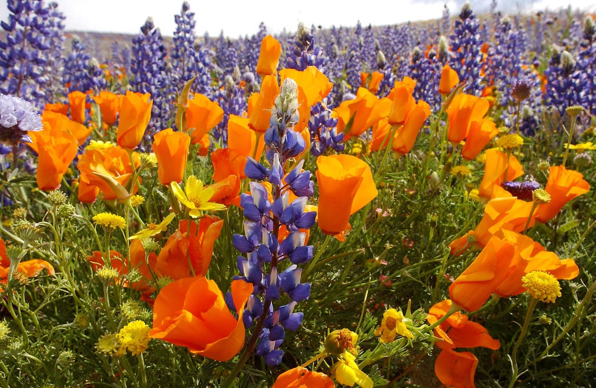 Golden California poppies and lupines blanket the landscape.