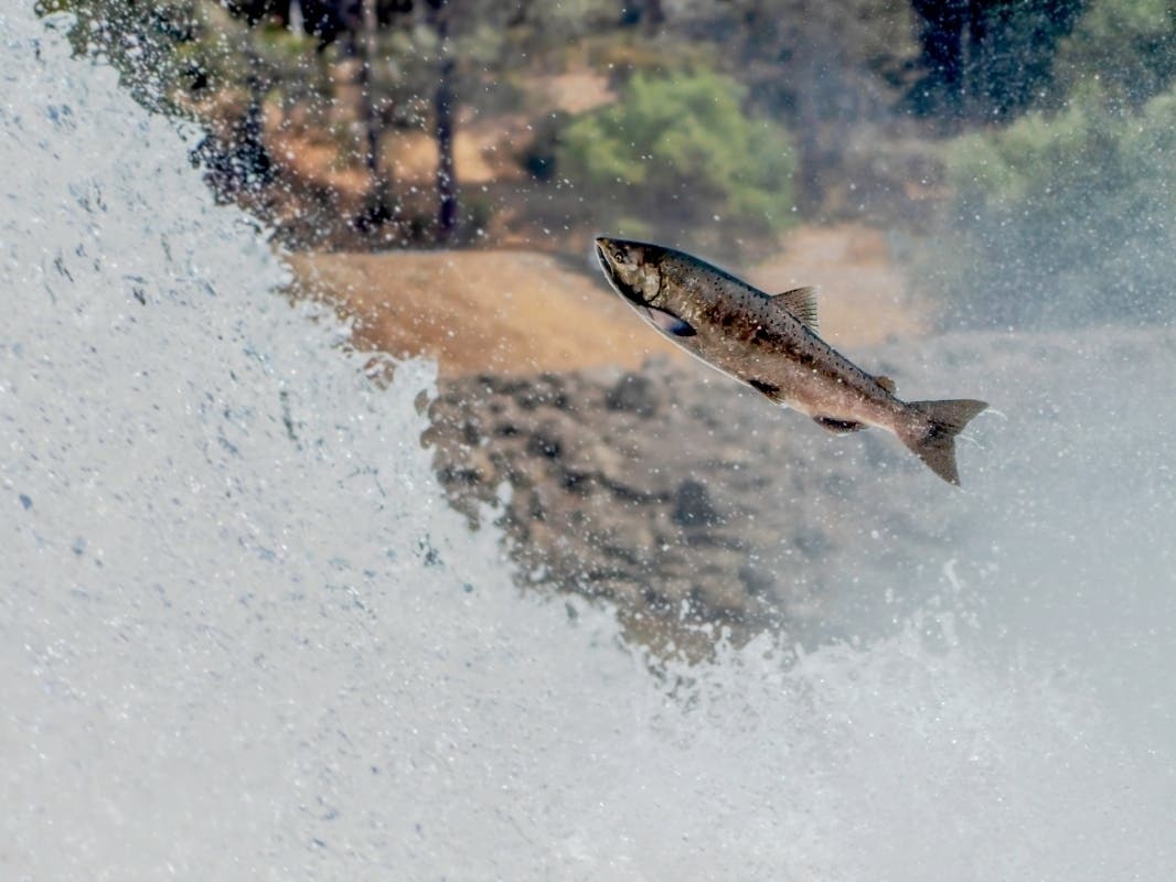 A California Chinook Salmon jumps into a waterfall during spawning season.
