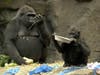 human and gorilla moms bond in boston