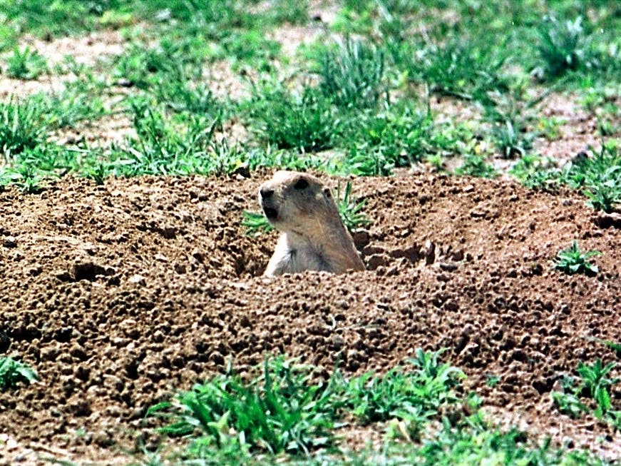 People will no longer be able to camp during Phish concerts over Labor Day weekend after public health officials warned of a prairie dog plague.
