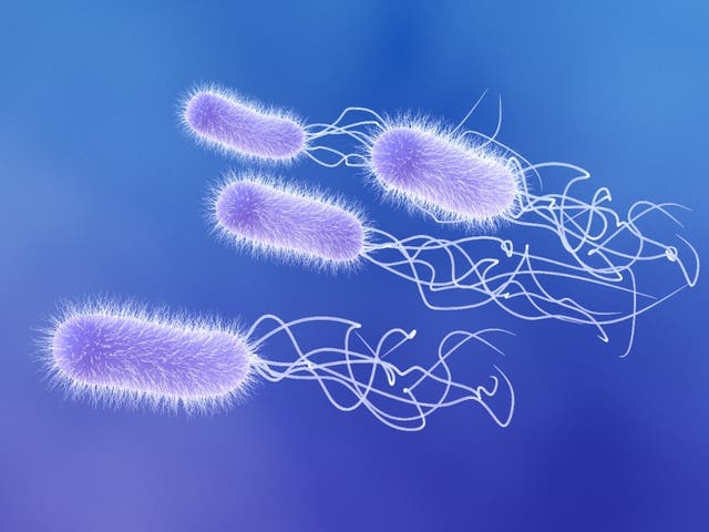 Bacteria Patch Deadly Drug-Resistant Bacteria Outbreak In CT Linked To Eyedrops: CDC ...