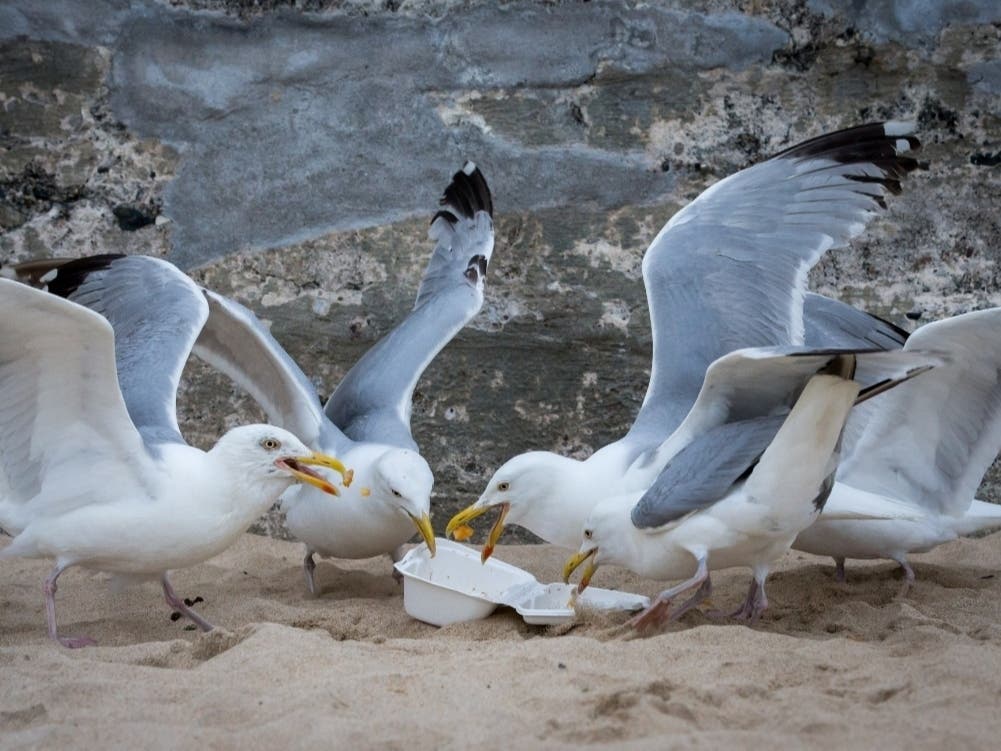 Mayor Jay Gillian told Ocean City to stop feeding the seagulls.