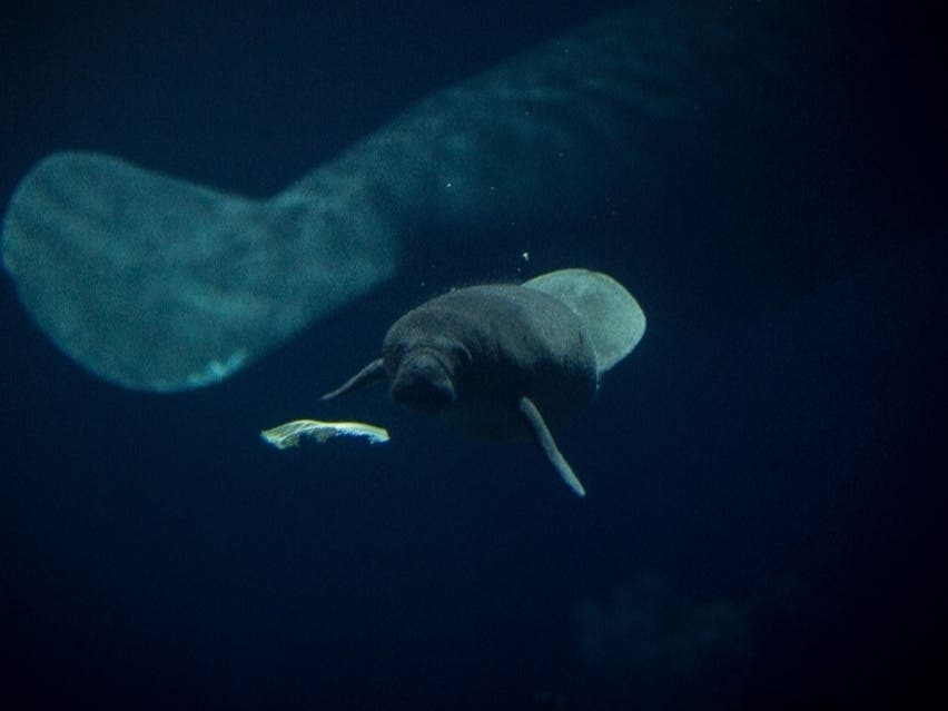 A witness found a dead manatee Sunday along the Delaware Bay in Middle Township.