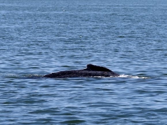 A humpback whale came in contact with a fisherman's boat off Sea Isle City.