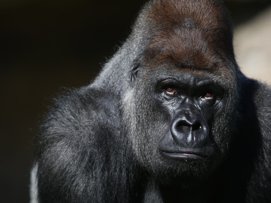 Parsippany-based company Zoetis created a COVID-19 vaccine for zoo animals. The vaccine deployment came after the San Diego Zoo Safari Park confirmed cases in its gorillas.