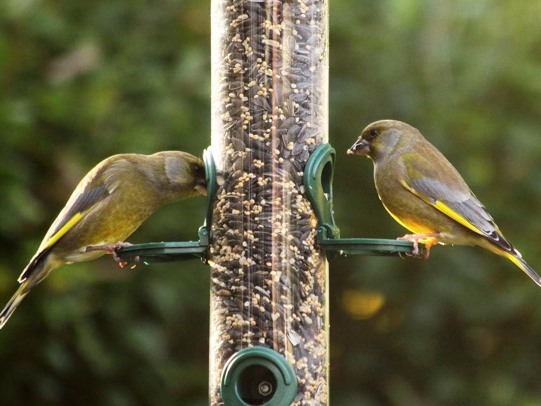 By removing bird feeders, Rhode Islanders can help avoid birds from congregating, which can spread illness. 