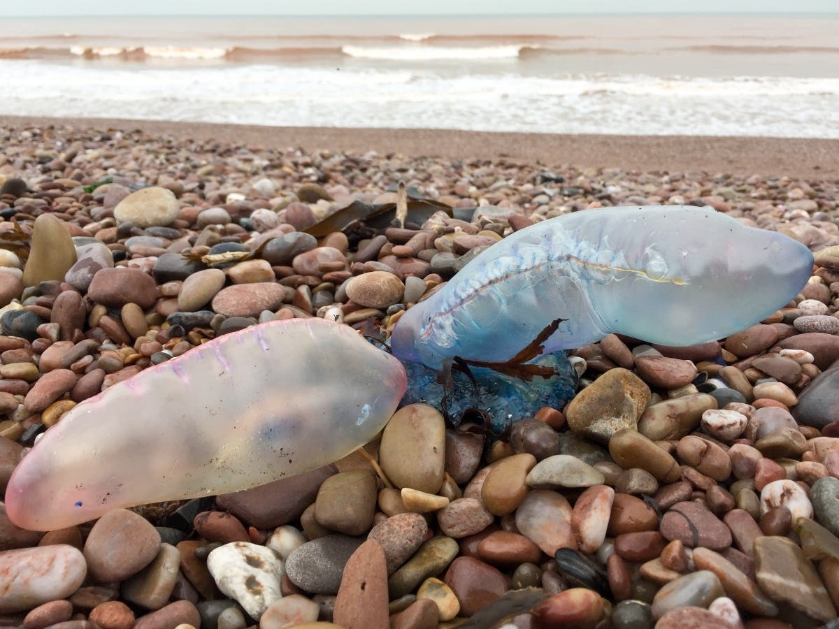 Tropical Storm Henri likely contributed to the organism's prevalence, the Department of Environmental Management said. 