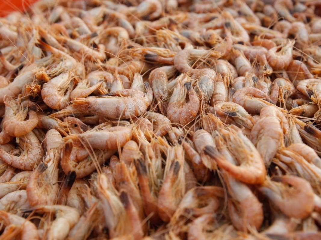 Both the shrimp and scallops have been harvested off the North Carolina Coastline by fishermen personally known by chamber officials. 