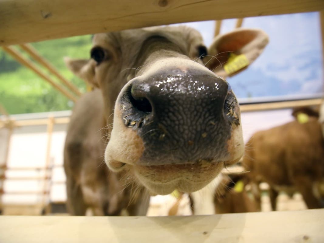 Current plans call for the 75th annual Howard County Fair includes livestock shows, special evening entertainment, horse shows, a demolition derby, highly anticipated fair food and more.