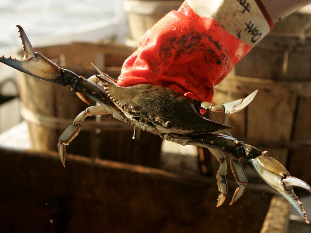The number of juvenile crabs in the Chesapeake Bay in 2021 was 86 million, which is the lowest recorded juvenile abundance since the start of the survey 32 years ago. But the winter dredge survey had good news for female blue crab numbers.