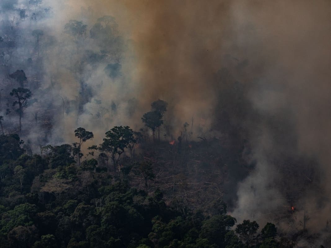 The Los Angeles City Council unanimously voted Wednesday to create a plan to stop purchasing products that have contributed to the destruction of the Amazon rainforest and the killing of indigenous people in Brazil.