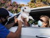 A veterinary technician vaccinates Cohiba the dog as owner Sasha Cardenti assists at a drive-through pet vaccine clinic at Mission Viejo Animal Services Center amid the COVID-19 pandemic on June 23, 2020 in Mission Viejo, California.