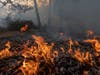 Flames creep through a forest understory at the Apple Fire as an excessive heat warning continues on August 1, 2020 in Cherry Valley, California. 