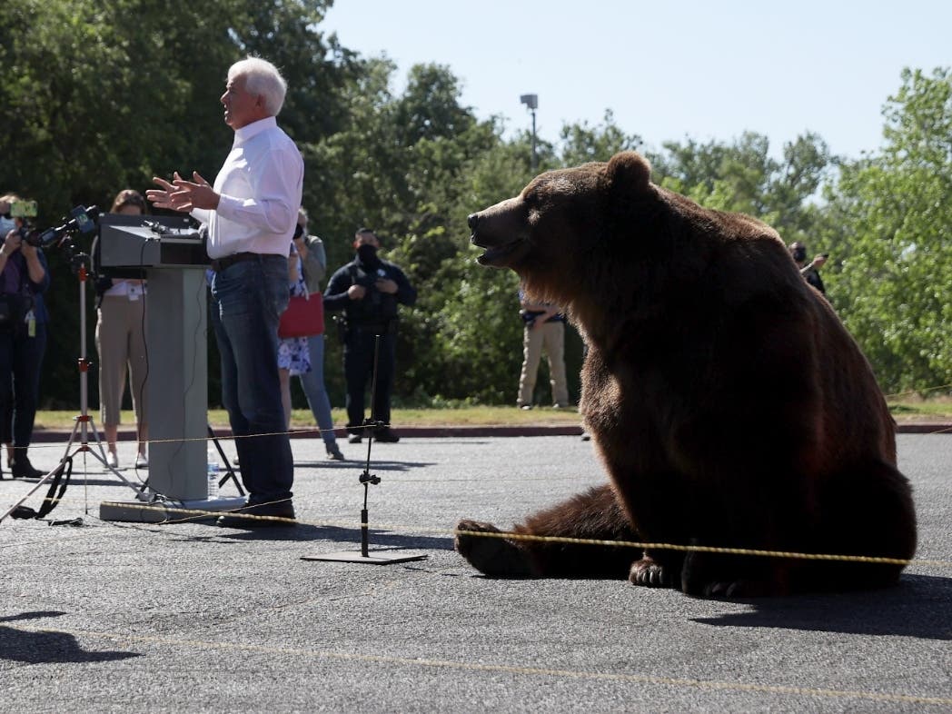 A 1,000 pound Kodiak bear sits behind California Republican Gubernatorial candidate John Cox as he speaks during a campaign rally at Miller Regional Park on May 04, 2021 in Sacramento.