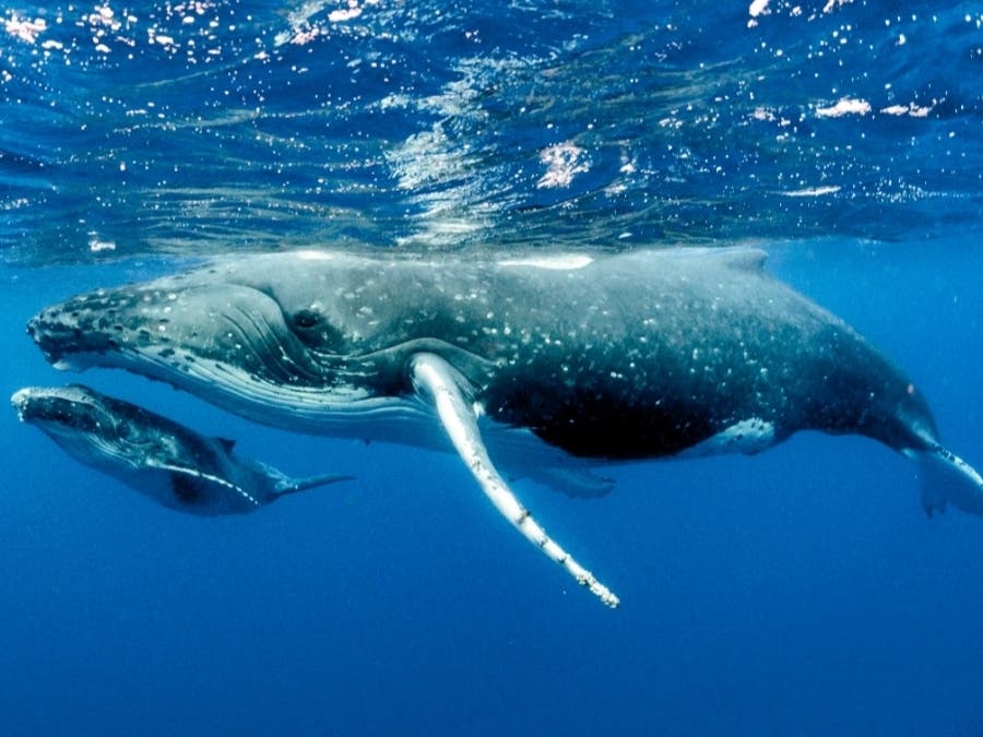 Sightings of whales outside New York City have increased in recent years. Now, scientists are tracking whale songs to find when they visit.