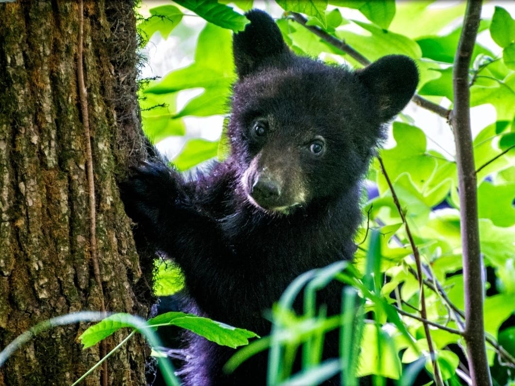 Staten Island has no bear population and yet a black bear was found dead in parking lot Monday, a report says.