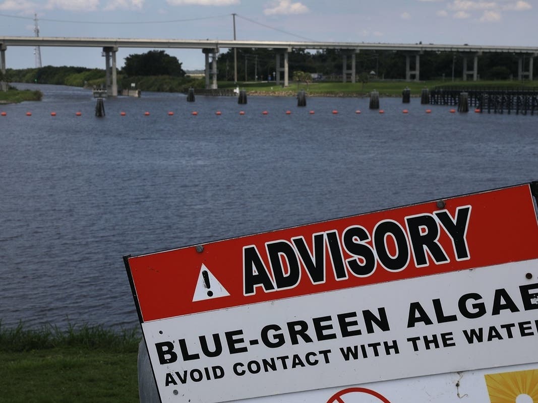 Signs like this one have been placed at Upper Melville Pond warning residents to avoid the water because of a bloom of blue-green algae.