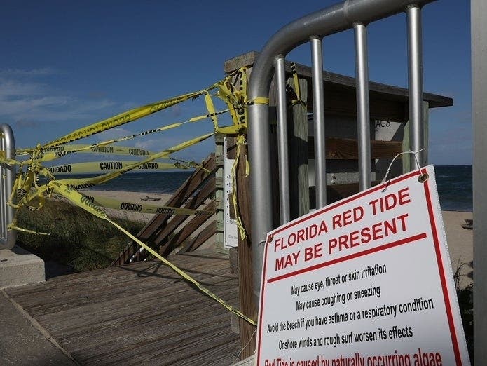 Local health officials reported that small levels of the irritant that causes red tide bloom have been found in the water in Manatee and Sarasota counties, causing fish kills.