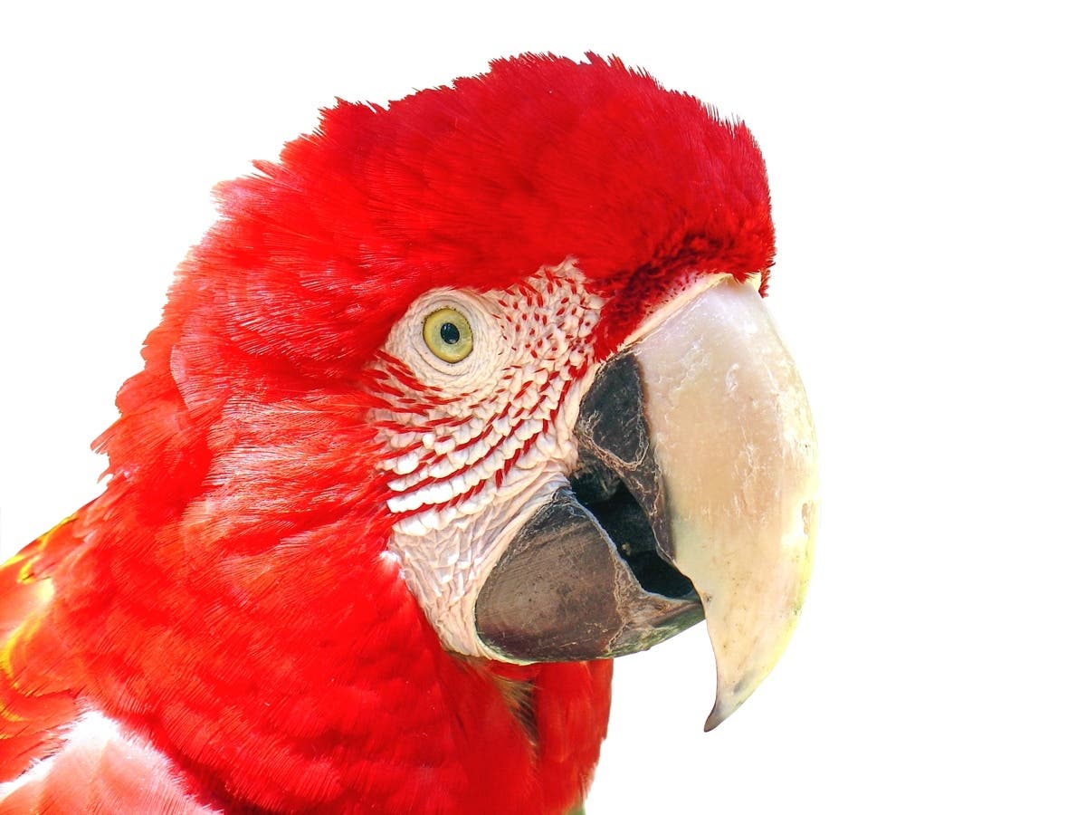 Police said that the red-fronted Macaw which was stolen from a St. Petersburg pet store this week has a value of $3,800 and is considered endangered in the wild.