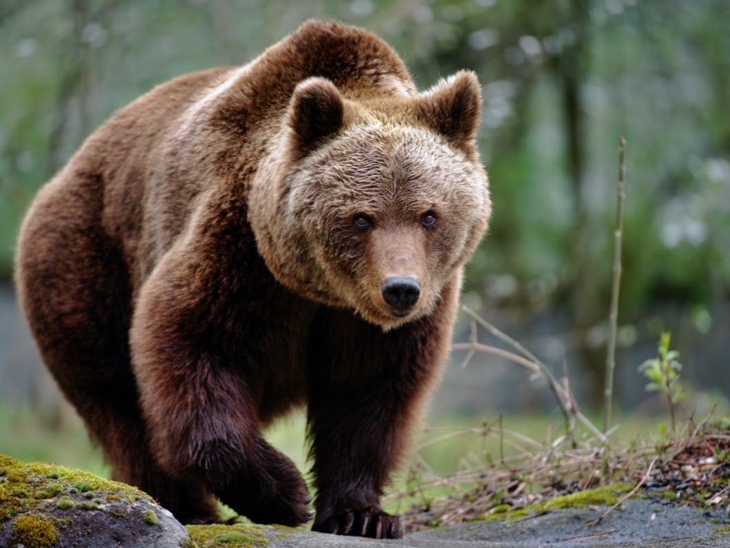 In a viral TikTok video, a Southern California teenager is seen pushing a bear off her backyard's wall to protect her family's dogs. 