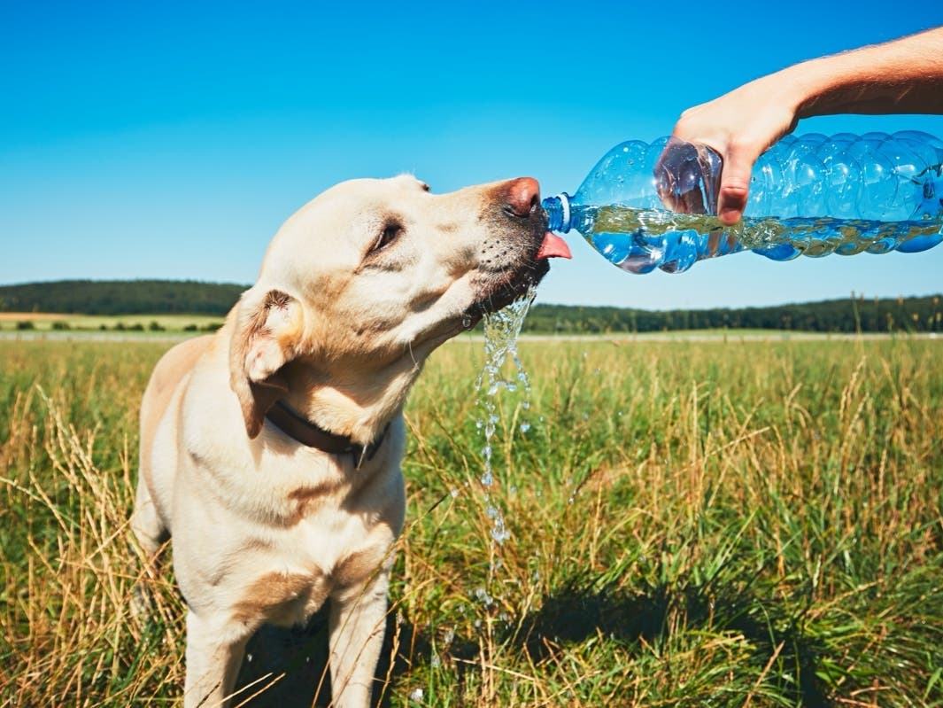 Always have plenty of cool water on hand for your pets. When away from home, carry a thermos with fresh water, the San Diego Humane Society said.