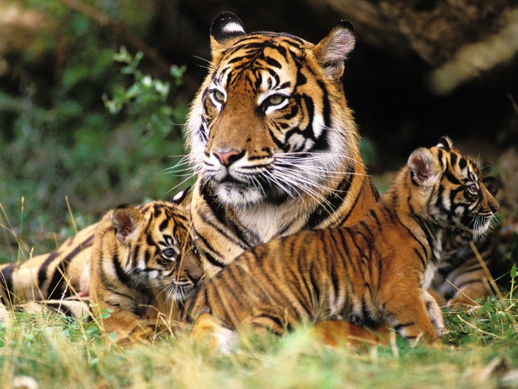 The Oakland Zoo began vaccinating tigers, black bears, grizzly bears, mountain lions and ferrets against the coronavirus last week. 