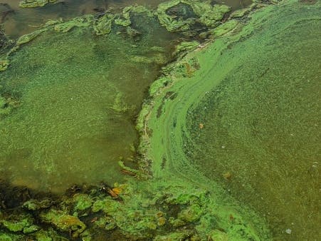 A family of three and their dog was found dead on a remote hiking trail in the Sierra Nevada ​National Forest last week, where officials had warned visitors of a high concentration of toxic algae the month prior, according to authorities. 