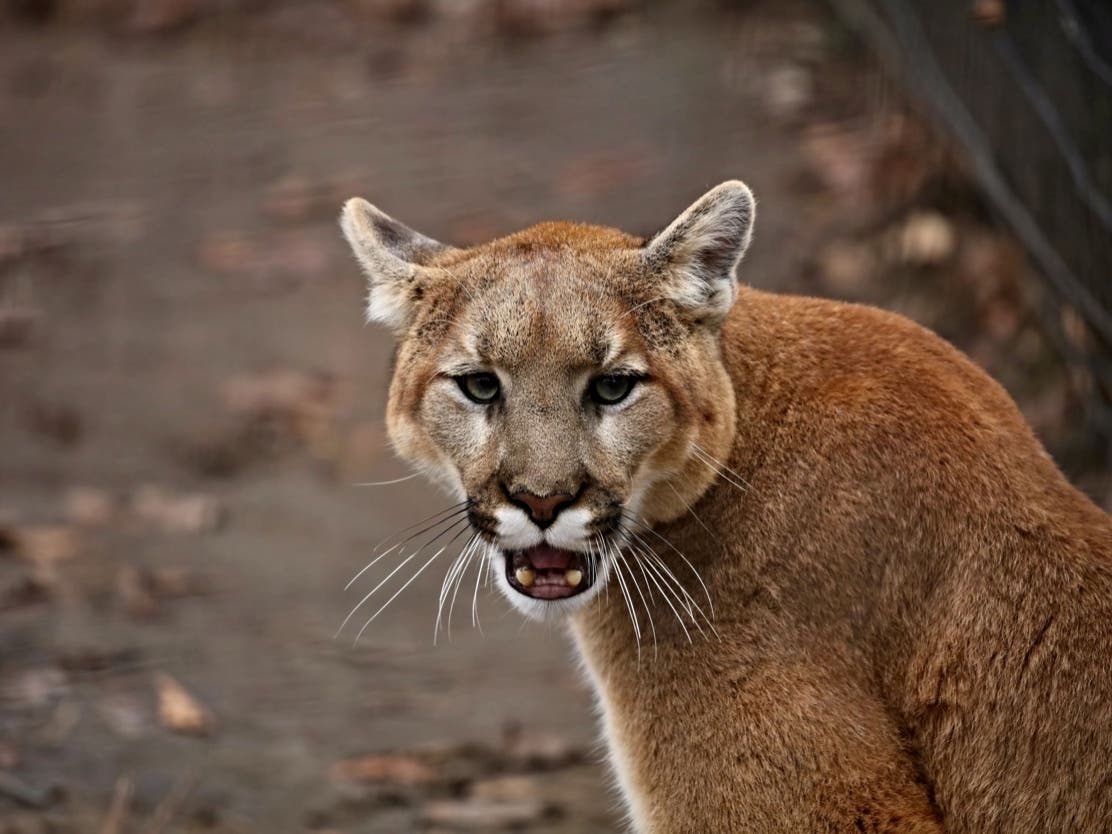A mountain lion that wounded a 5-year-old boy in Calabasas was shot and killed by a wildlife official, the California Department of Fish and Wildlife said.