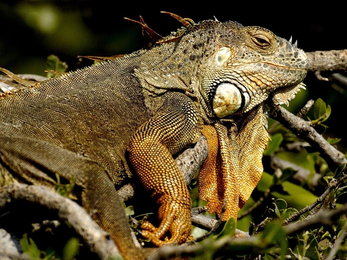 South Florida could see temperatures in the 30s to 40s on Christmas, which means frozen, falling iguanas are possible, the National Weather Service said.