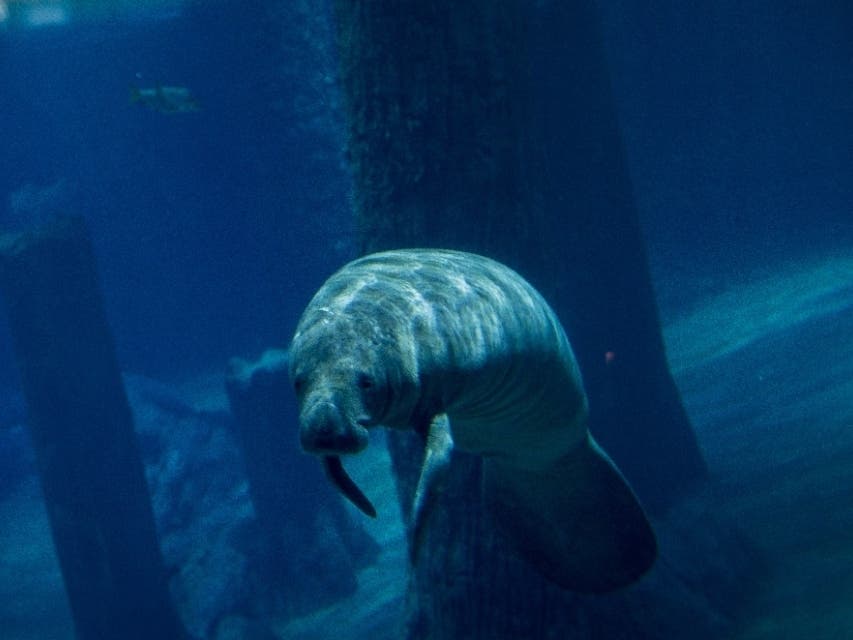 The two resident river otters and two resident manatees at Mote Marine Lab and Aquarium were split in their Super Bowl LV predictions.