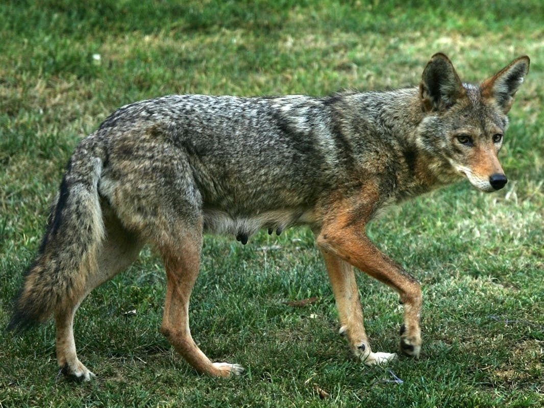 A Sarasota police officer with the agency's Marine Patrol Unit guided a coyote swimming in Sarasota Bay safely to shore.