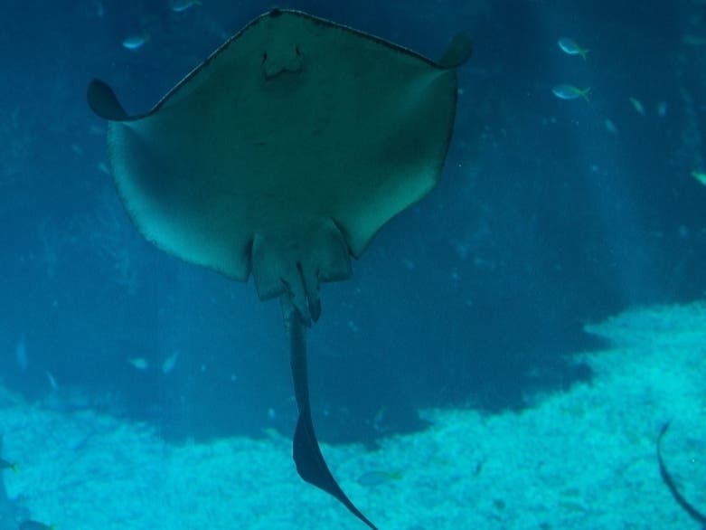 A giant manta ray, similar to the one pictured, swam up to the Sarasota Police Department's Marine Patrol Unit as they patrolled the Gulf of Mexico on Saturday.
