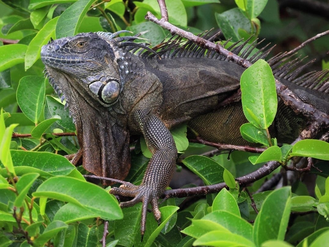 A South Florida judge rejected the “stand your ground” defense of a Palm Beach County man who beat, killed an iguana, reports said.