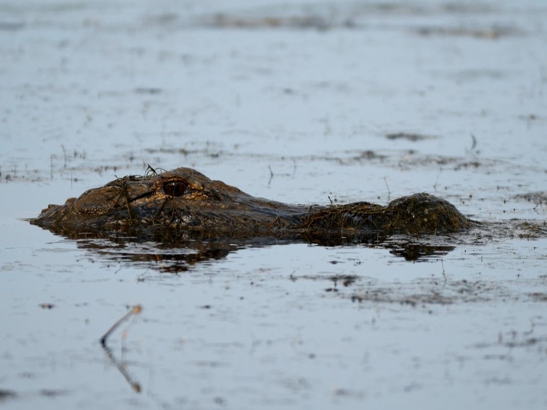 A nearly 12-foot gator found wandering Port Manatee Friday was safely removed by the Florida Fish and Wildlife Conservation Commission.